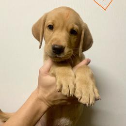 Orange - Yellow male Labrador Retriever puppy in Newaygo, Michigan from Royal Oak Gundogs