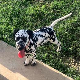 Dalmatians from Zydeco Dalmatians