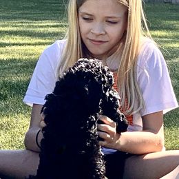 Australian Labradoodle Puppies from Tiny Treasures Australian Labradoodles