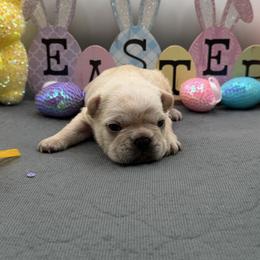 Lestat - Cream male French Bulldog puppy in Largo, Florida from Infinity Frenchies