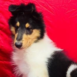 Rambo - Black white and tan male Collie puppy in Groveland, Florida from Palmhaven Collies