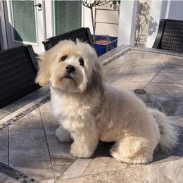 Aussiedoodle and Miniature Australian Shepherd All Grown Up from BP Ranch Aussies