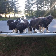 Bordoodle Puppies from Country Life Bordoodles