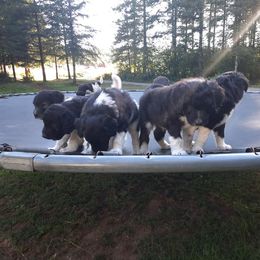 Bordoodle Puppies from Country Life Bordoodles
