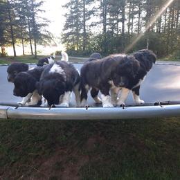 Bordoodle Puppies from Country Life Bordoodles