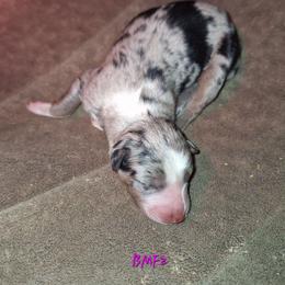 BMF2- SKYE - Blue merle female Australian Shepherd puppy in Salem, Arkansas from Patchwork Kennels