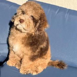 Winnie - Phantom male Goldendoodle puppy in Miami, Florida from Haus of Pawz