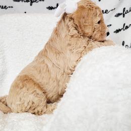 Bernedoodle Puppies from Quality Iowa Doodles