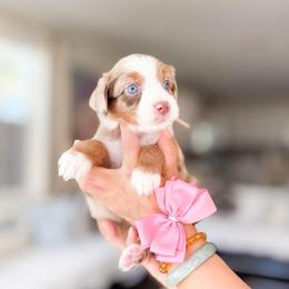 Priya-Light Pink - Chocolate merle female Bernedoodle puppy in Ontario, California from Teddy Doodles & Standard Poodles