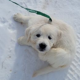 Golden Retriever Puppies from Triple D Ranch