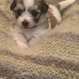 Coton de Tulear Puppies from Catawba Cotons