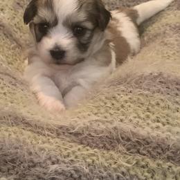 Coton de Tulear Puppies from Catawba Cotons