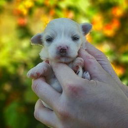 Companion Cross, Maltese, and Maltipoo Puppies from Seeking Shalom Acres Maltese, Maltipoos & Havamalts