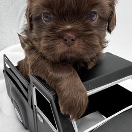 Maxwell - Liver male Shih Tzu puppy in Fairland, Indiana from Divine Shih Tzu of Fairland