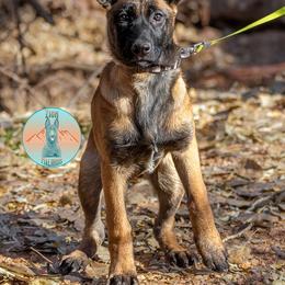Light pink collar female - Fawn female Belgian Malinois puppy in Fredonia, Arizona from Zion Malinois