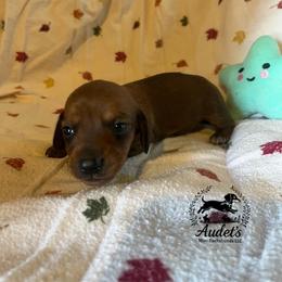 Max - Red male Dachshund puppy in East Dover, Vermont from Audet’s Mini Dachshunds
