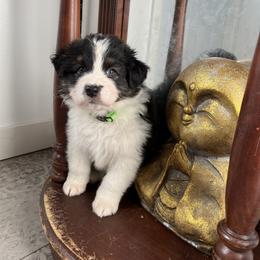 Australian Shepherd Puppies from Cooper Ridge Aussies