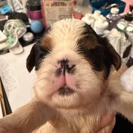 Darling - Black white and tan female English Toy Spaniel puppy in Pennsylvania from Enchanting Charlies