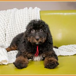 Chistery - Brown and tan male Cockapoo puppy in Connersville, Indiana from Deaz Doodle Ranch
