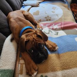 Boxer Puppies from SmashBox Kennel