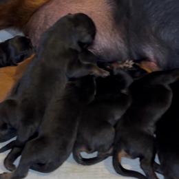 Boy 5 - Black and rust male Rottweiler puppy in Grand Rapids, Michigan from Rott-Squad Kennels