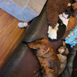 Dachshund Puppies from Jerseys Blue Moon Doxies