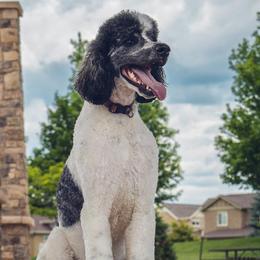 Rolly - Poodle