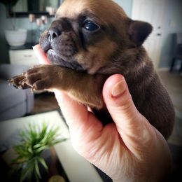 French Bulldog Puppies from Kelly's Fabulous Frenchies