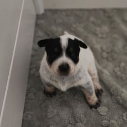 Mindy - Blue speckled female Australian Cattle Dog puppy in Cherry Valley, California from DCR Working ACDs & Kelpies