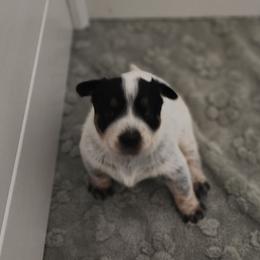 Mindy - Blue speckled female Australian Cattle Dog puppy in Cherry Valley, California from DCR Working ACDs & Kelpies