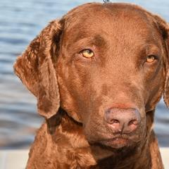 Chesapeake Bay Retrievers from Chesi-Bay