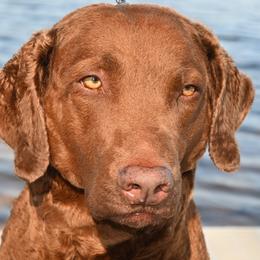 Chesapeake Bay Retrievers from Chesi-Bay