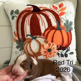 Blue car B2 - Red tri-color male Miniature American Shepherd puppy in Polo, Missouri from Fuzzbottom Miniature American Shepherd