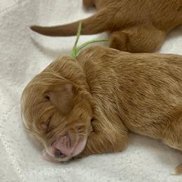 Aspen's Green Female - Apricot female Goldendoodle puppy in Great Falls, Montana from Montana Goldendoodles