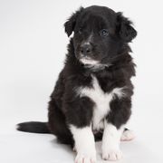 Sporty Mix Puppies from Rosette Sport Dogs