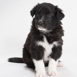 Sporty Mix Puppies from Rosette Sport Dogs
