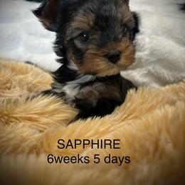 Sapphire Shine - Black and tan female Yorkshire Terrier puppy in Coeur D Alene, Idaho from Cozy Coeur Yorkies
