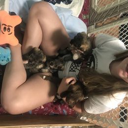 Goldendoodle, Schnoodle, and Sheepadoodle Puppies from Dood Ranch