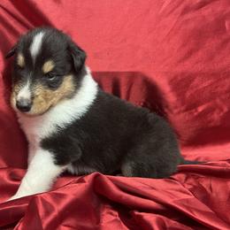 Echo - Black white and tan female Collie puppy in Groveland, Florida from Palmhaven Collies