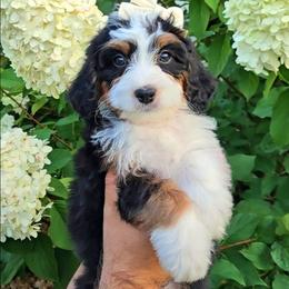Coco - Tri-color female Bernedoodle puppy in Russell Springs, Kentucky from 270 Doodles