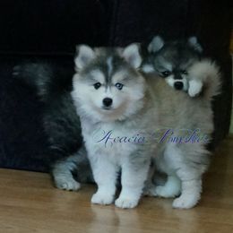 Pomsky Puppies from Acacia Pomskies