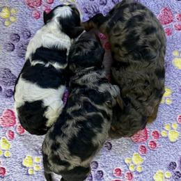 Aussiedoodle puppies from Lake Michigan Couture Cavapoos & Cockapoos