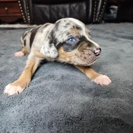 Olive NALC - Blue merle female Catahoula Leopard Dog puppy in Doerun, Georgia from Twig & Tail Puppies