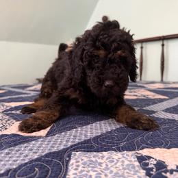 Dolley Madison - Phantom female Poodle puppy in Fairfield, North Carolina from Leaning T Ranch