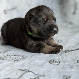 Gwyrdh Marghek-Neon Green - Black and tan male German Shepherd puppy in Medical Lake, Washington from Nine Realms German Shepherds