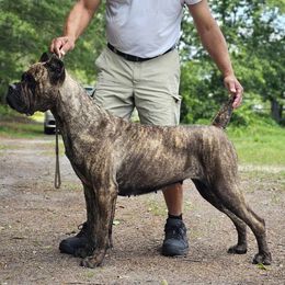 Qamar - Cane Corso