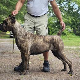 Qamar - Cane Corso