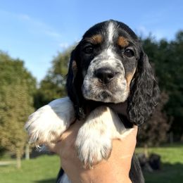 Gus - Black white and tan male English Springer Spaniel puppy in Bay City, Wisconsin from Springer Hills Farm