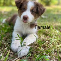 Mini - Red tri-color female Australian Shepherd puppy in Bremen, Georgia from Ash-Land Aussies