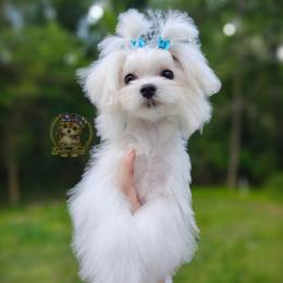 Korean Snowball - White male Maltese puppy in Barren Springs, Virginia from Seeking Shalom Acres Maltese, Maltipoos & Havamalts